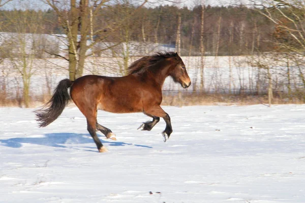 Κόλπο Welsh Cob Canter Στο Χιόνι — Φωτογραφία Αρχείου