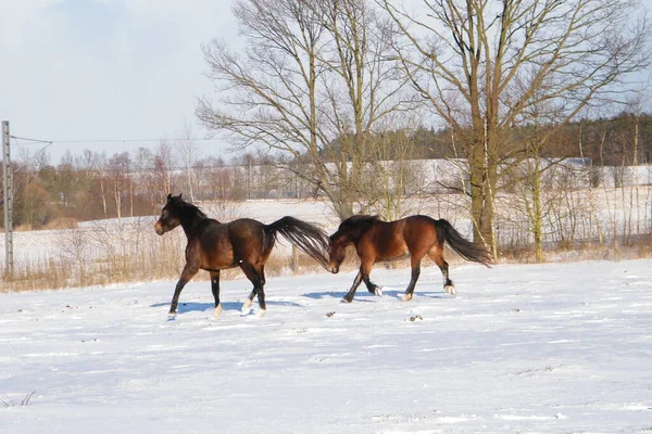 雪の中に二頭の馬 — ストック写真
