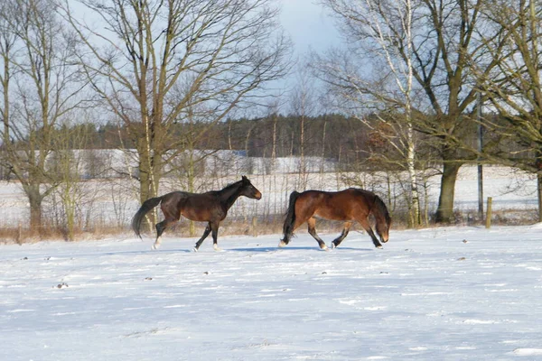 Dos Caballos Corriendo Nieve Invierno Los Campos — Foto de Stock