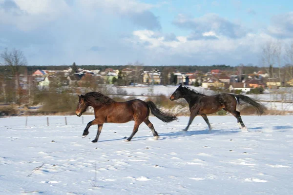 雪原を駆け巡る2頭の馬 — ストック写真