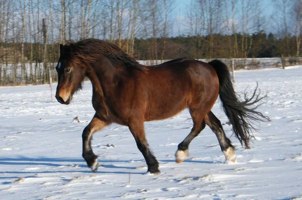 Welsh Cob Πατήματα Στο Χιόνι Κινείται Όμορφα — Φωτογραφία Αρχείου