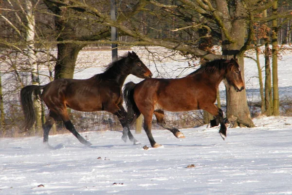 Dos Caballos Bahía Cantando Nieve — Foto de Stock