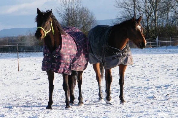 Dois Cavalos Corrida Inverno Feliz Campo Usando Tapete Cavalo — Fotografia de Stock