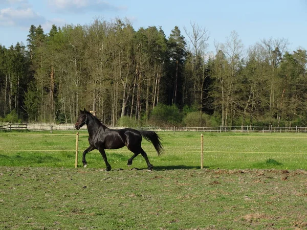 Big Black Horse Happy Out Pasture Stock Photo