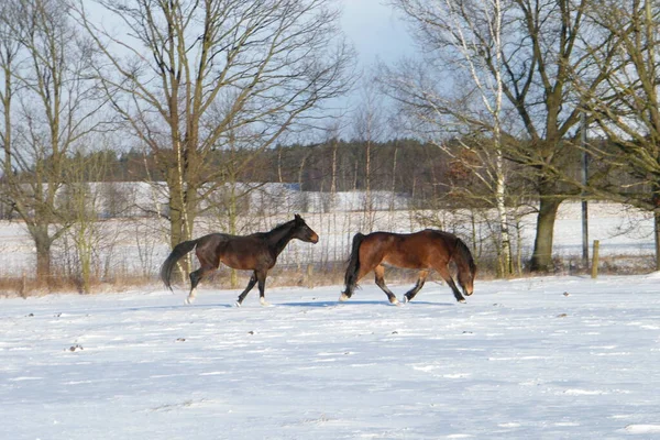 Zwei Pferde Laufen Schnee Der Winter Auf Den Feldern Stockfoto