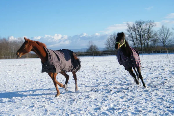 Zwei Pferde Die Auf Dem Feld Schnee Laufen lizenzfreie Stockbilder
