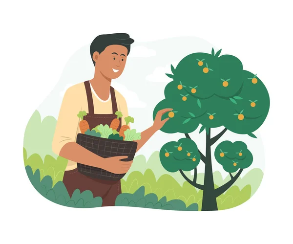 Man Picking Fresh Fruits Vegetables Garden — Image vectorielle