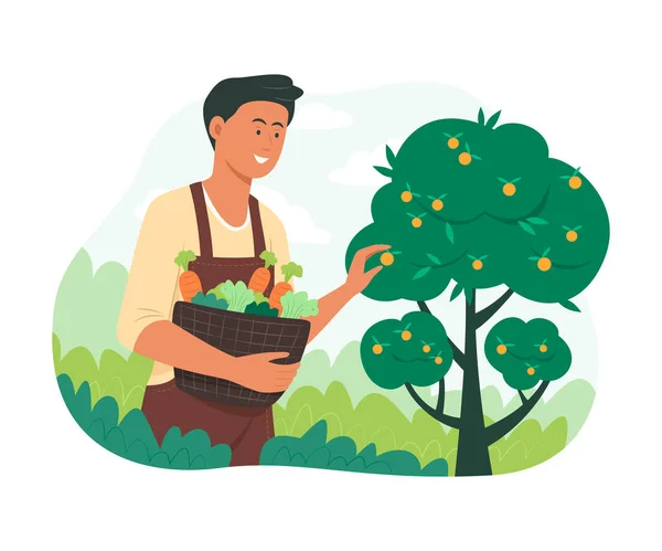 Man Picking Fresh Fruits and Vegetables in Garden