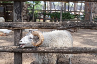 Yazın bir çiftlikte çitin arkasında ağzı açık bir erkek koyun profili. Koç hayvan..