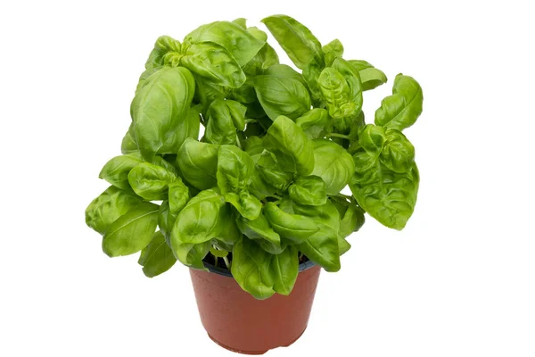 Olasz Bazsalikom Növény Egy Barna Műanyag Cserép Fehér Háttér — Stock Fotó