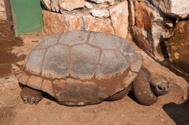 Hayvanat bahçesindeki dev aldabra kaplumbağası. Dev kaplumbağanın portresi..