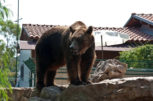 動物園と家の中の茶色のクマ — ストック写真