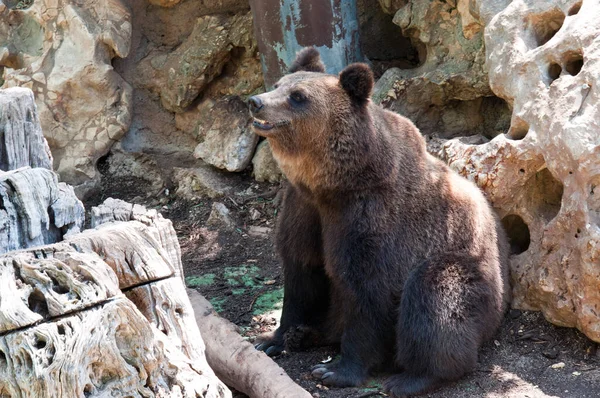 ブラウンは動物園の地面に座っている — ストック写真