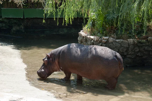 Hippopotamus Drinks Water Zoo — Stock Photo, Image