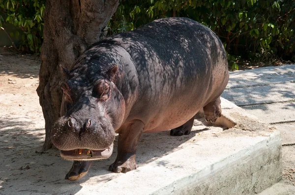 Hipopótamo Pastar Hipopótamo Perto Uma Árvore Com Cenouras Boca Zoológico — Fotografia de Stock