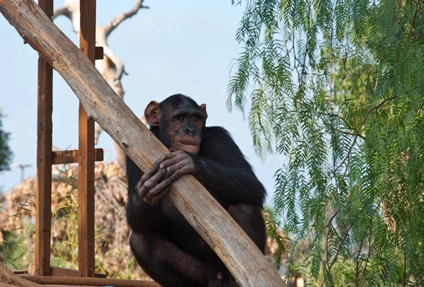 動物園のチンパンジー 木の幹に座って抱きかかえた猿の肖像画 — ストック写真