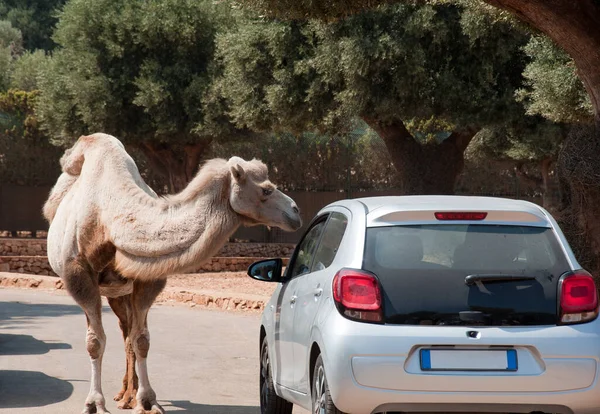 Camel Open Window Car Zoo — Stok Foto