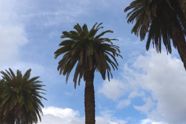 Arka planda bir palmiye ağacı.