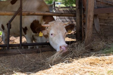 Kulaklıklı inek ahırda saman yer. Yakın plan..