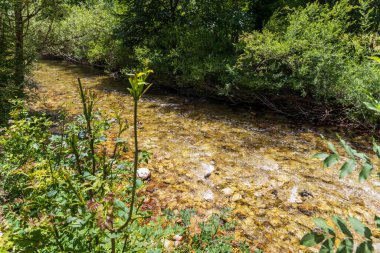 Şeffaf tatlı su ve yüzeysel taş tabanlı akarsu..