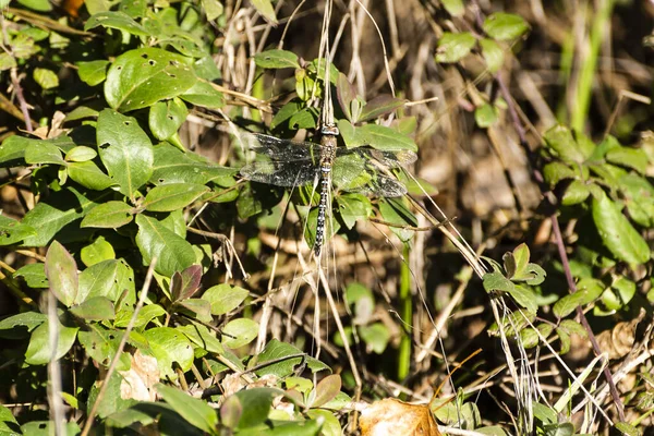 Gecamoufleerd Insect Gevangen December 2018 Dragonfly Ontdekt Gecamoufleerd Groene Bladeren — Stockfoto