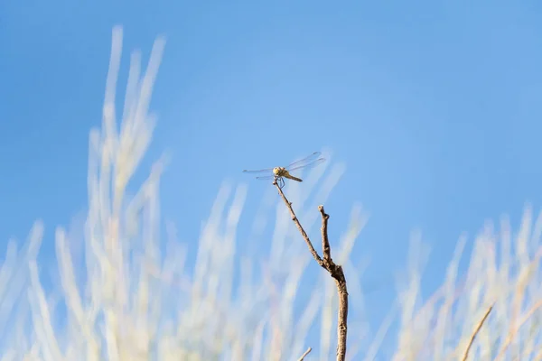 Dragonfly Συνελήφθη Στις Αυγούστου 2020 Σκαρφαλωμένο Ένα Κλαδί Φόντο Αγριόχορτα — Φωτογραφία Αρχείου
