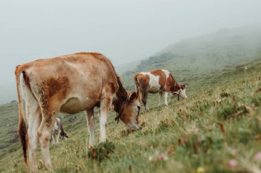 Cows grazing on green meadow, agriculture industry, livestock farming