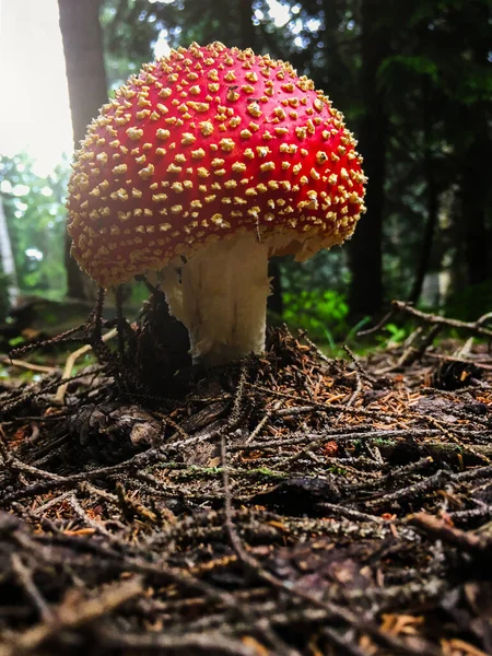Fly Agaric Amanita Muscaria Poisonous Mushroom Forest Red Attractive Toxic — Photo