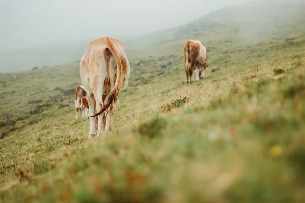 Cow Rear View Grazing Green Meadow — Zdjęcie stockowe