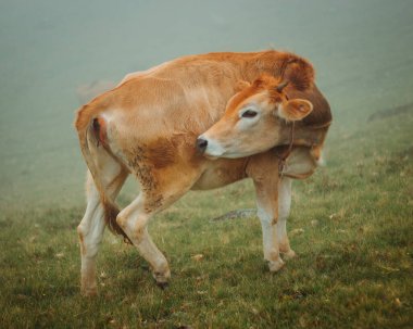Cow on pasture, cow scratching itself in foggy weather, side view