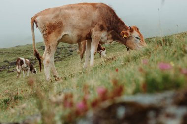 Güzel çayırlarda otlayan sığır sürüsü Çiçekli, sisli gökyüzü
