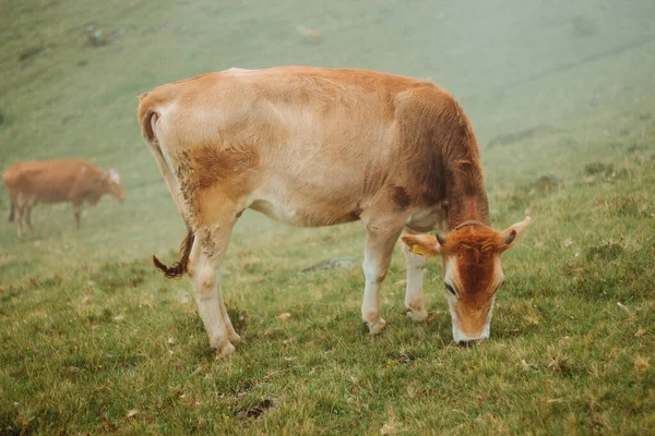 Otlakta otlayan inek, yeşil bir tarlada ot, ot ve çiçek yiyen inek.