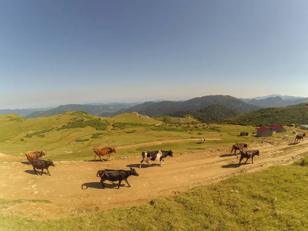 Paesaggio Prato Con Mucca Ambulante Strada Sterrata Contro Montagne Bestie — Foto Stock