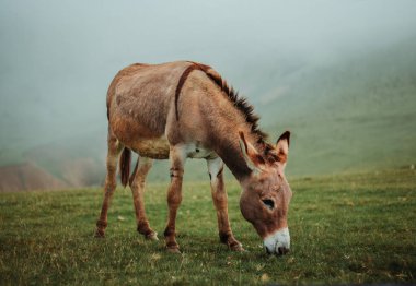 Eşek sisli dağların arka planında otluyor. Çayır üzerinde eşeğin portresi