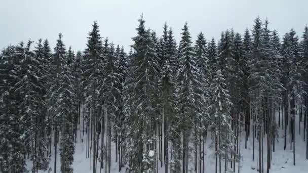 Полет Снежном Лесу — стоковое видео