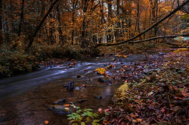forest river in autumn forest 