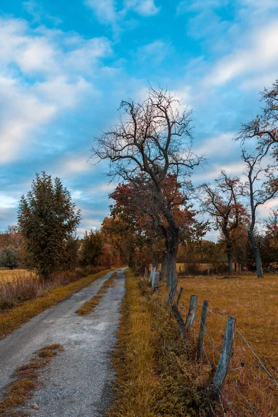 Feldweg Mit Alten Bäumen Herbst — Stockfoto
