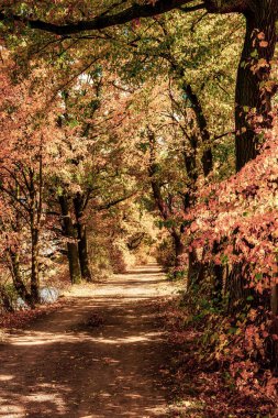 Colorful autumn trees on a country lane