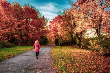 Colorful autumn trees on a country lane