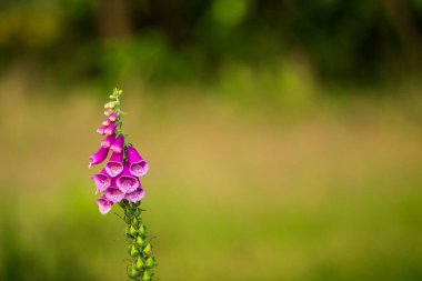 Arka plan bulanık üzerinde yabani bitki