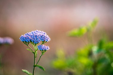 Arka plan bulanık üzerinde yabani bitki