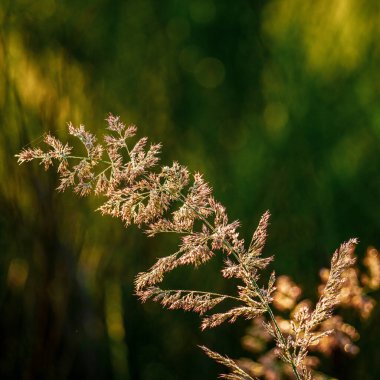 Arka plan bulanık üzerinde yabani bitki