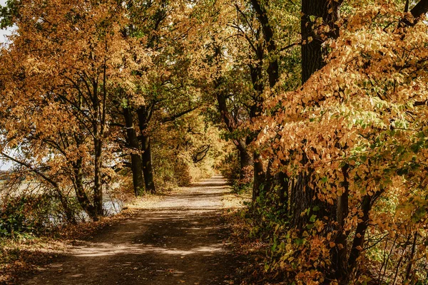 Colorful Autumn Trees Country Lane — Stockfoto