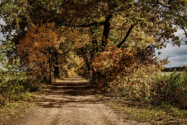 Colorful Autumn Trees Country Lane — Stock Photo, Image