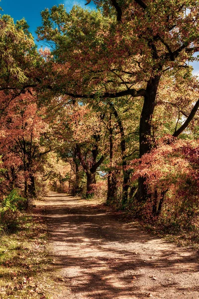 Colorful Autumn Trees Country Lane — Stockfoto