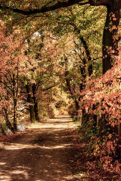 Colorful Autumn Trees Country Lane — Stockfoto