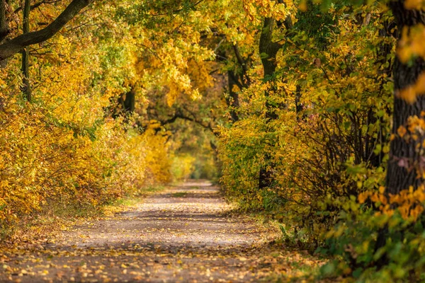 Colorful Autumn Trees Country Lane — Stockfoto