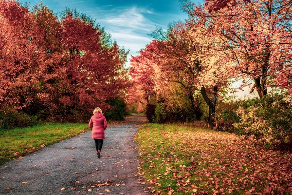 Colorful autumn trees on a country lane