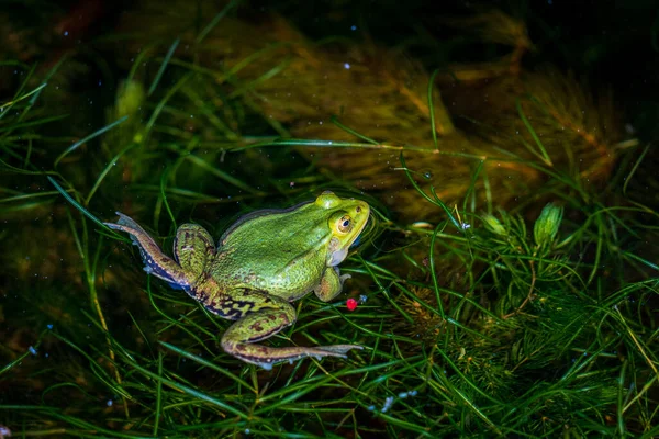 水の中のカエルを呼び出す — ストック写真