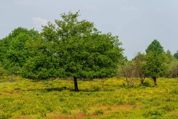 Trees Flower Meadow Wahner Heath Cologne Duetschland — Foto Stock